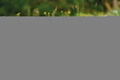 Nici 48607 Alpaka Chic Paka 35cm Stehend Plüsch Kuscheltier GREEN -Nici Plüschtiere Angebote Store 48607 14 48603 48605 48609 Milieu 2048x1366lR4UoePDrjYhq 1